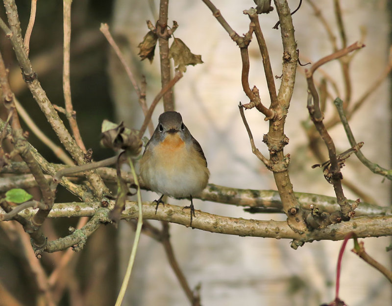 Mindre flugsnappare <br> Ficedula parva<br> Red-breasted Flycatcher