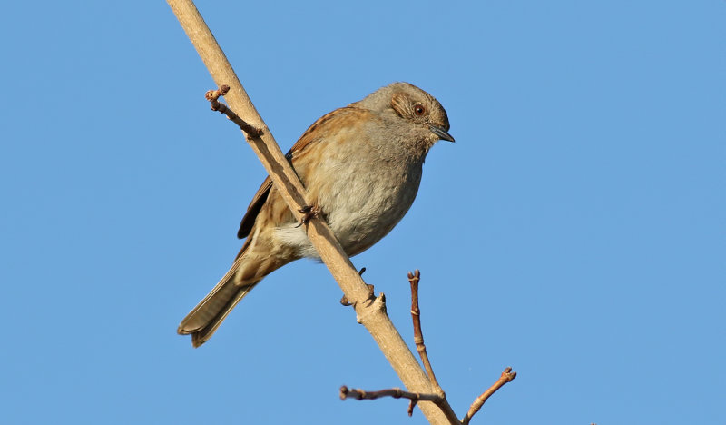 Jrnsparv <br> Prunella modularis <br> Dunnock