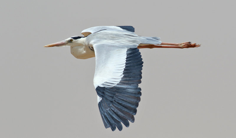Grhger <br> Grey Heron<br> Ardea cinerea monicae