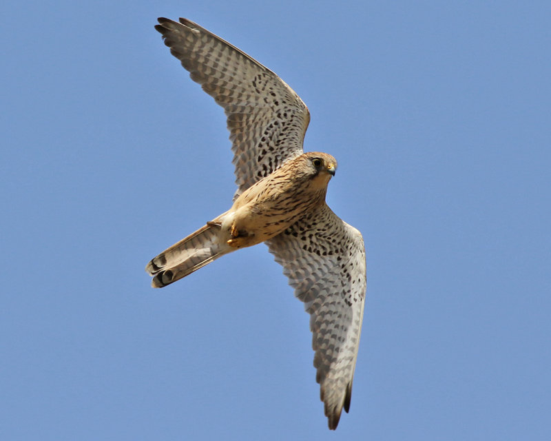 Tornfalk<br> Falco tinnunculus<br> Common Kestrel