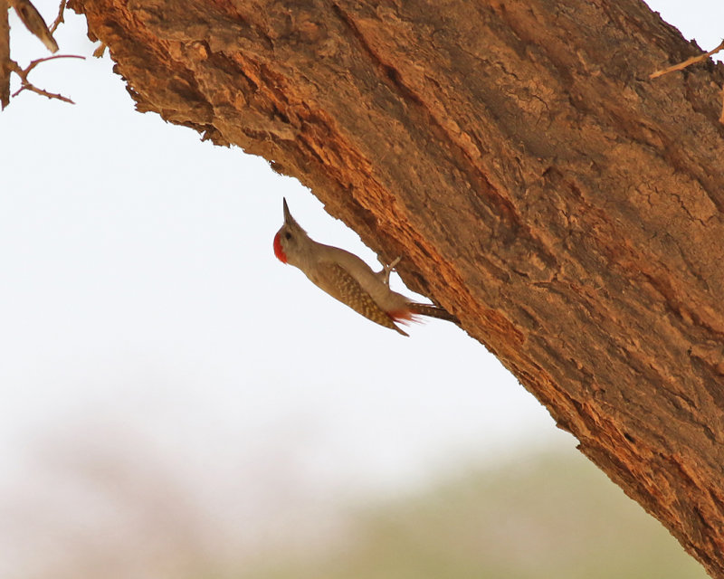 Gulbukig askspett <br> African Grey Woodpecker <br> Dendropicos goertae