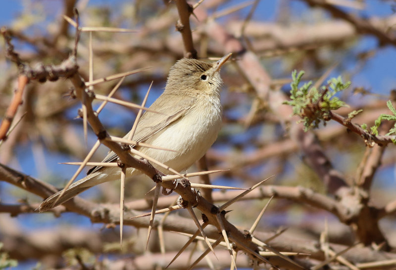 Maghreb Eastern Olivaceous Warbler <br> Iduna pallida reiseri