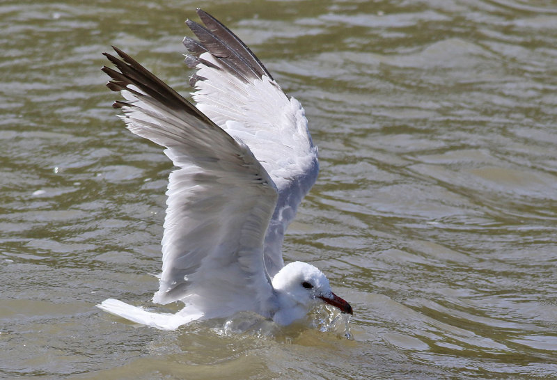 Rdnbbad trut <br> Audouins Gull <br> Larus audouinii