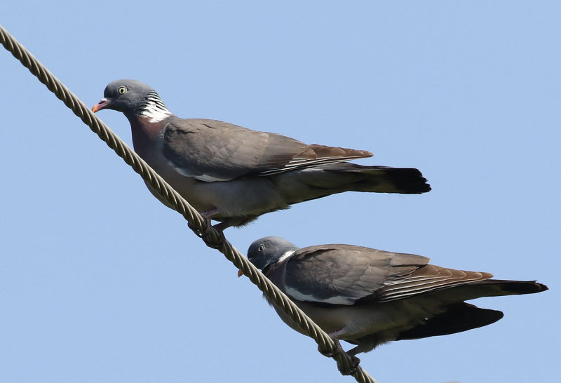 Ringduva<br> Common Wood Pigeon<br> Columba palumbus