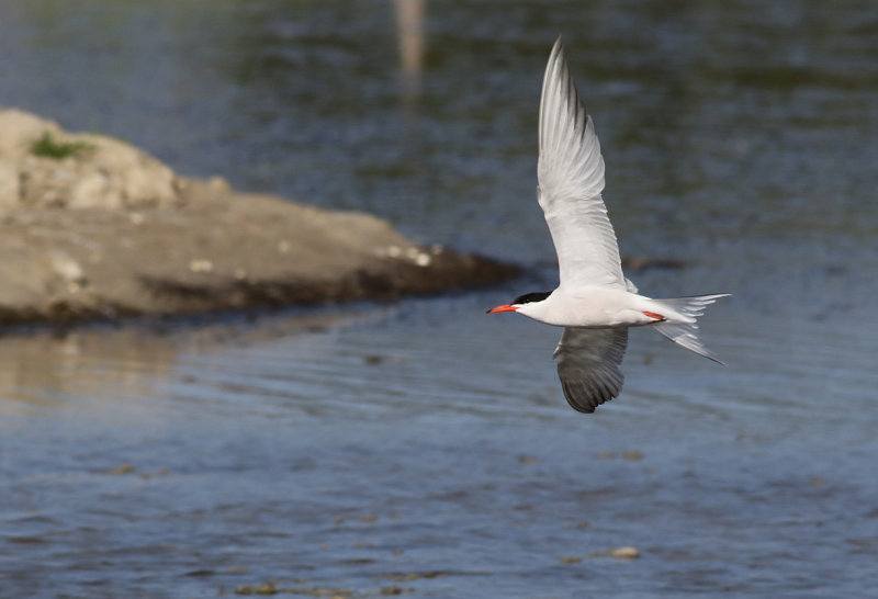 Fisktrna <br> Common Tern<br> Sterna hirundo