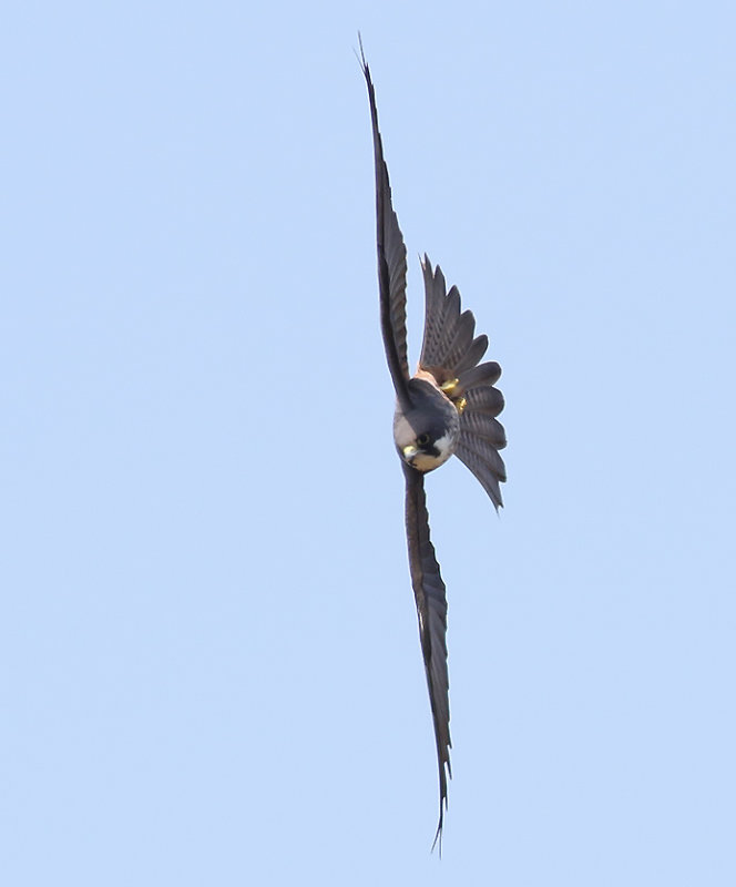 Eleonorafalk <br> Eleonora Falcon <br> Falco eleonorae