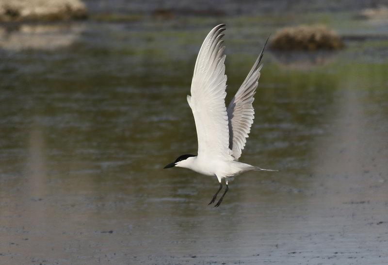 Sandtrna <br> Gull-Billed Tern <br>Sterna nilotica