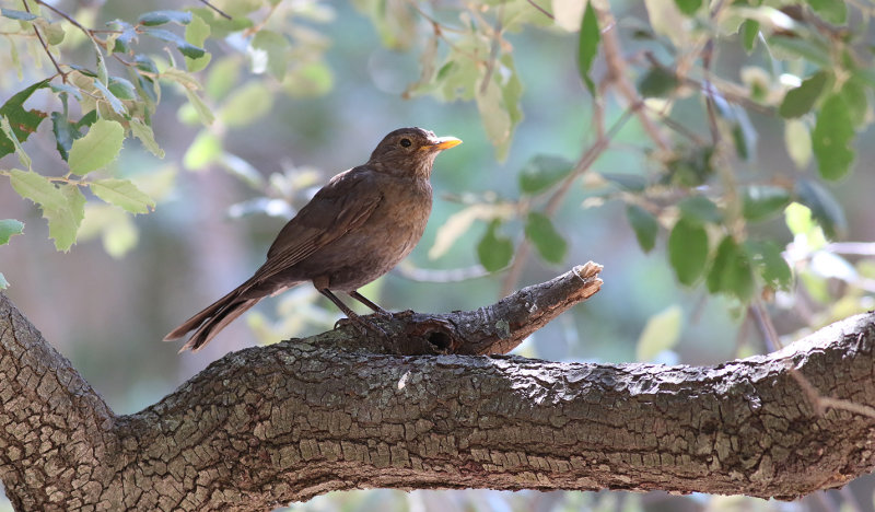 Koltrast <br> Blackbird <br> Turdus merula 