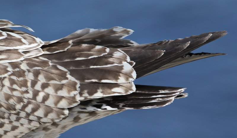 Grtrut <br>European Herring Gull <br> Larus argentatus