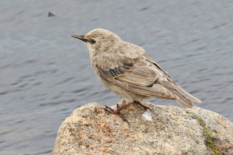 Stare<br> Eu. Starling<br> Sturnus vulgaris<br>