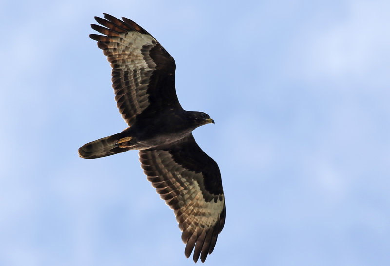 Bivrk <br> Honey buzzard<br> Pernis apivorus