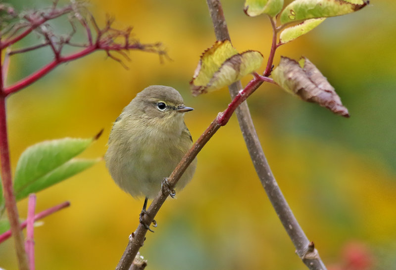 Gransngare <br> Chiffchaff <br> Phylloscopus collybita