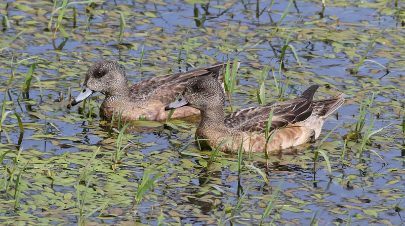 Amerikansk blsand <br> American Wigeon <br> Anas americana