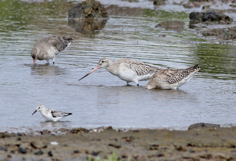 Myrspov <br> Bar-tailed Godwit <br> Limosa lapponica