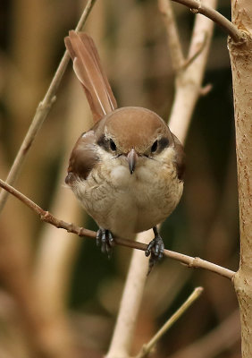 Brun törnskata Brown Shrike Lanius cristatus