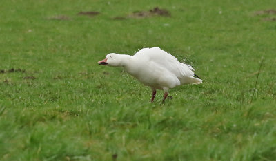 Sngs  Snow Goose  Chen caerulescens