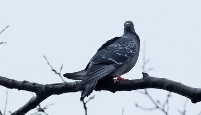 Tamduva  Feral Pigeon Columba livia (domest.)	