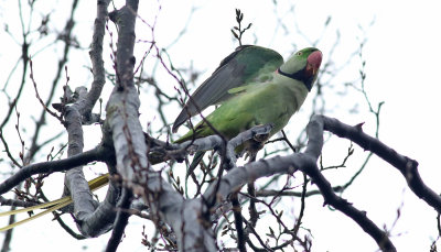 Alexanderparakit  Alexandrine Parakeet  Psittacula eupatria