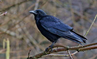 Svartkråka Carrion Crow Corvus corone