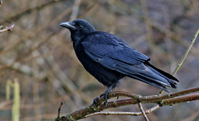 Svartkrka   Carrion Crow Corvus corone