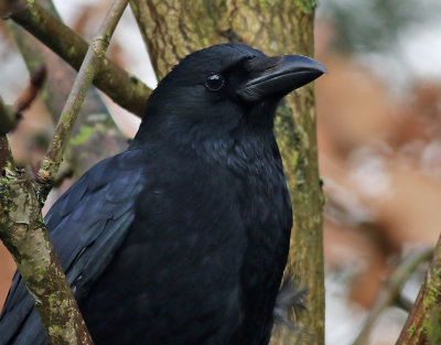 Svartkrka  Corvus corone  Carrion Crow
