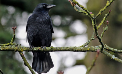 Svartkrka   Carrion Crow Corvus corone