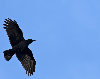 Svartkrka   Carrion Crow Corvus corone