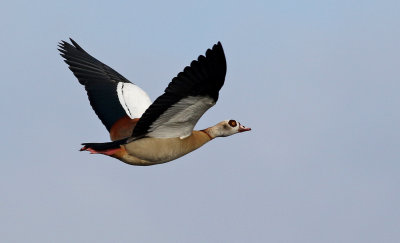 Nilgs -Egyptian Goose -  Alopochen aegyptiacus