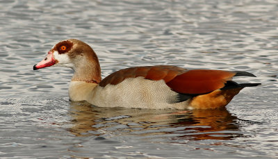 Nilgs  Egyptian Goose  Alopochen aegyptiacus