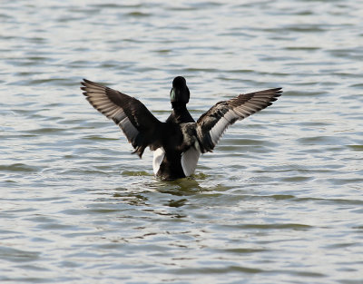 Ringand   Ring-necked Duck  Aythya collaris