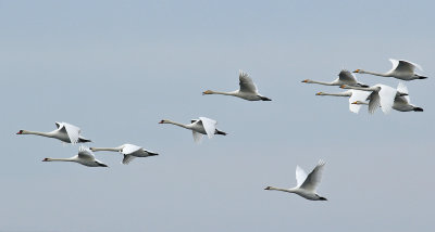 Sngsvan  Whooper Swan  Cygnus cygnus