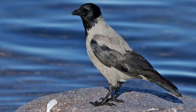 Grkrka   Hooded Crow  Corvus cornix