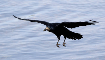 Råka Rook Corvus frugilegus