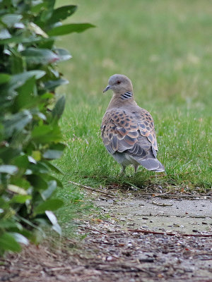 Större turturduva Rufous Turtle Dove Streptopelia orientalis