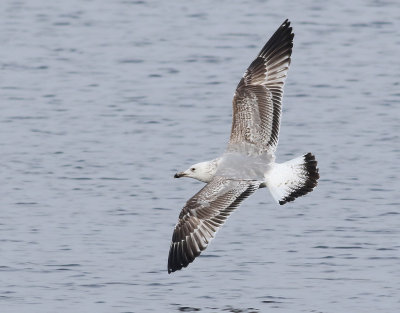 Kaspisk trut   Caspian Gull  Larus cachinnans