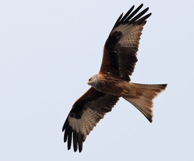 Rdglada  Red Kite Milvus milvus