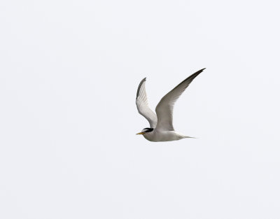 Smtrna  Sterna albifrons Little Tern