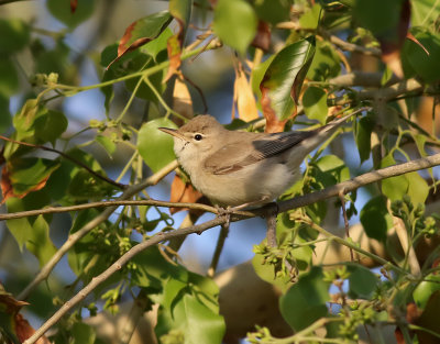 Eksngare  Eastern Olivaceous Warbler Hippolais pallida 