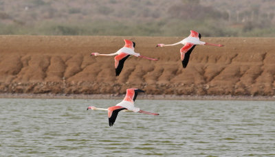 Strre flamingo Phoenicopterus roseusGreater Flamingo