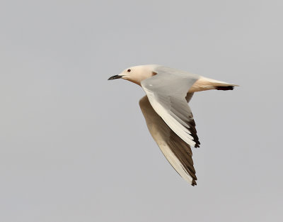 Lngnbbad ms  Slender-billed Gull Chroicocephalus genei