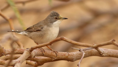 Svarthakad sångare Rüppell's Warbler Sylvia rueppelli