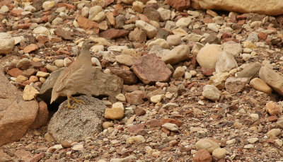 kenhna  Sand Partridge  Ammoperdix heyi