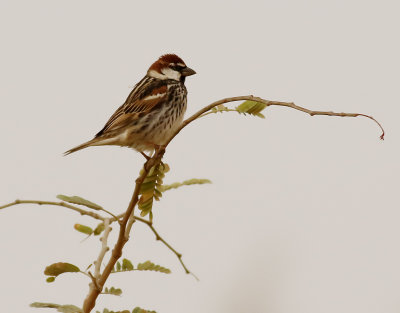 Spansk sparv <br> Spanish Sparrow<br> Passer hispaniolensis