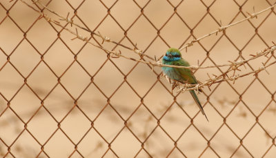 Grn dvrgbitare  Little Green Bee-eater  Merops orientalis