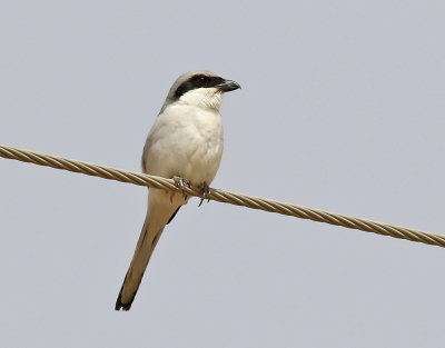 kenvarfgel  Southern Grey Shrike   Lanius meridionalis ( aucheri?)