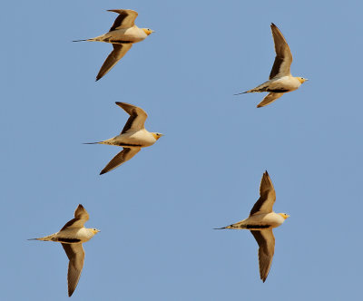 kenflyghna Spotted Sandgrouse Pterocles senegallus
