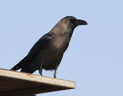 Huskrka House Crow Corvus splendens