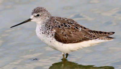 Dammsnppa  Tringa stagnatilis  Marsh Sandpiper