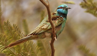 Grön dvärgbiätare Little Green Bee-eater Merops orientalis