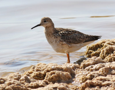 Brushane <br> Ruff<br> Philomachus pugnax